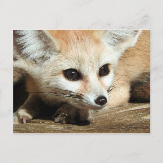 Fennec Fox Vykort (Framsida)