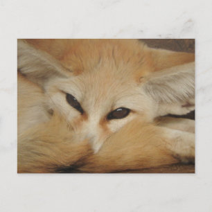 Fennec Fox vykort