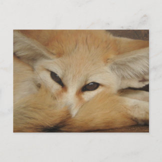 Fennec Fox vykort