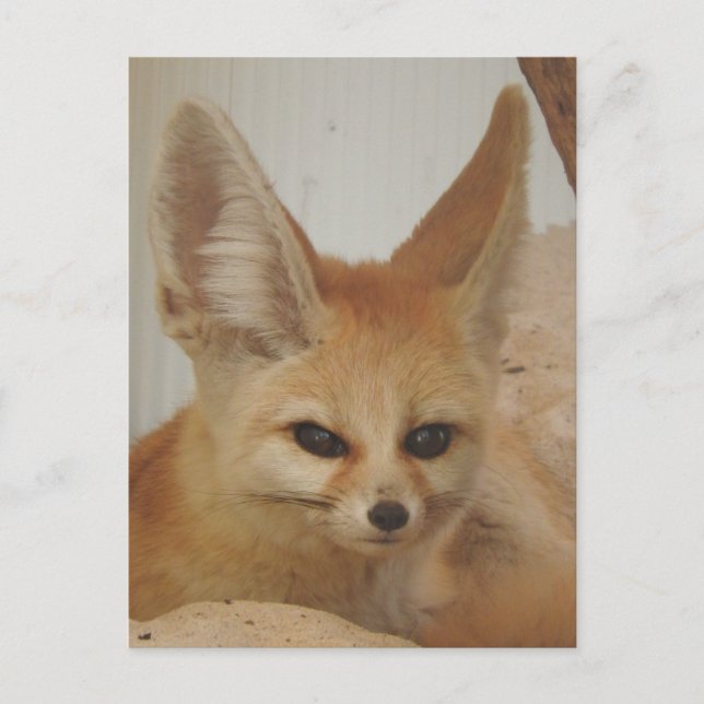 Fennec Fox Vykort (Framsida)