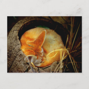 Fennec Fox-vykort Vykort