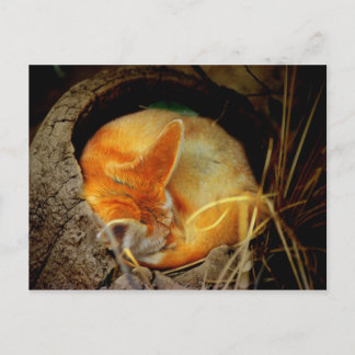 Fennec Fox-vykort Vykort