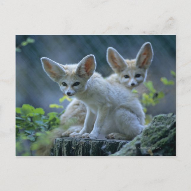 Fennec Foxes Vykort (Framsida)