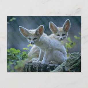 Fennec Foxes Vykort