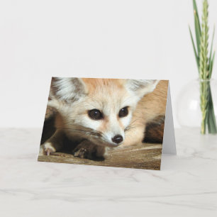 Fennec räv kort