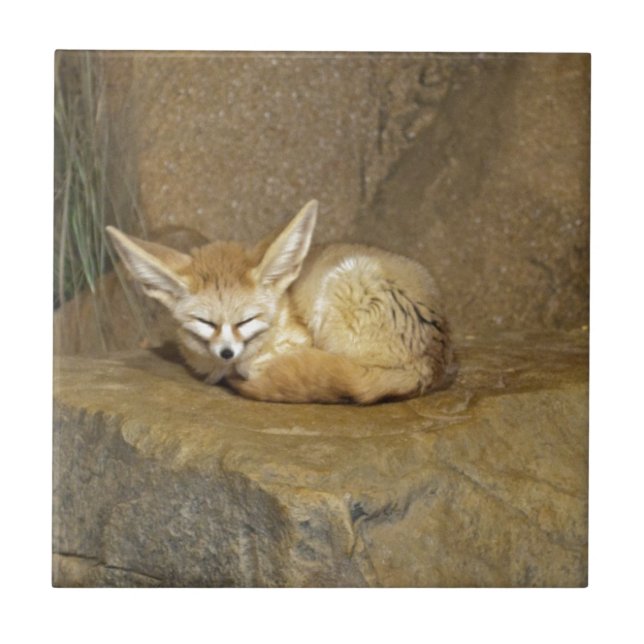 fennecräv kakelplatta (Framsidan)