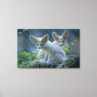Fennek (Vulpes zerda) W �_stenfuchs, Fennec Canvastryck