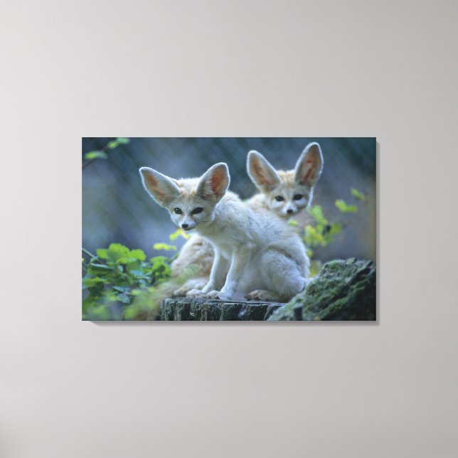 Fennek (Vulpes zerda) W �_stenfuchs, Fennec Canvastryck (Framsida)