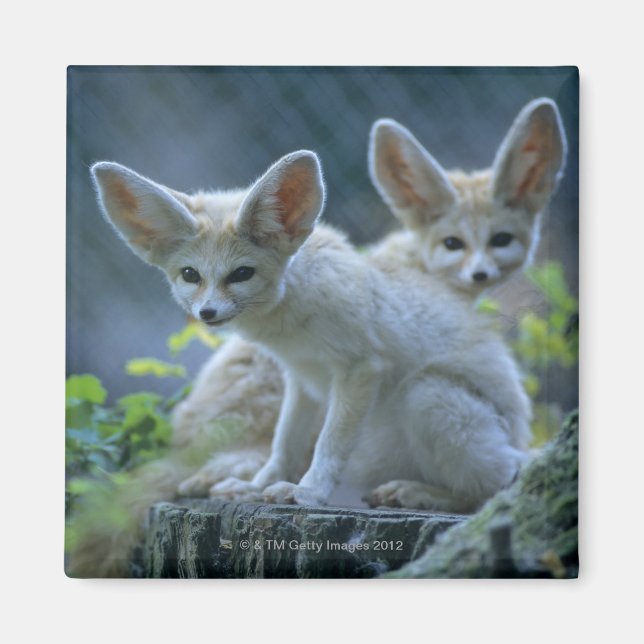 Fennek (Vulpes zerda) W �_stenfuchs, Fennec Magnet (Framsidan)