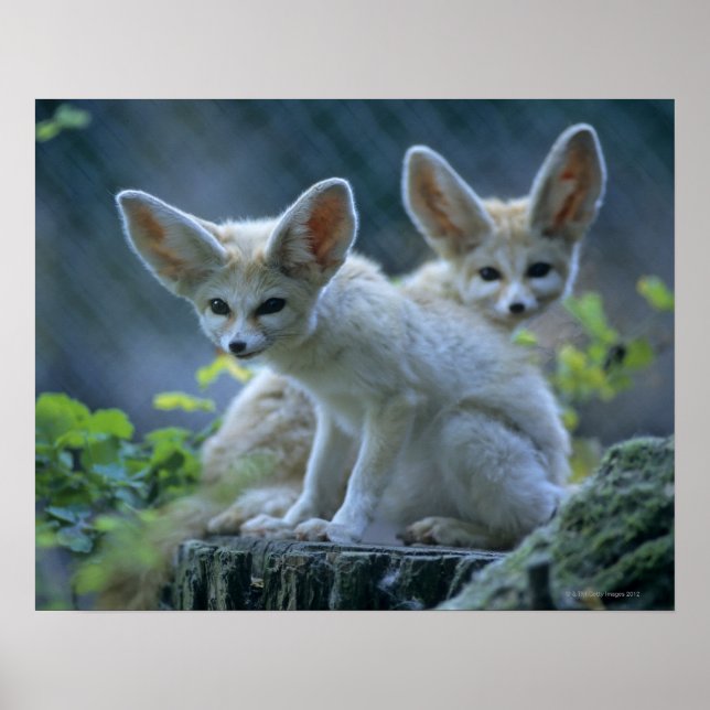 Fennek (Vulpes zerda) W �_stenfuchs, Fennec Poster (Framsidan)