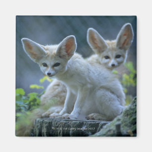 Fennek (Vulpeszerda) W�_stenfuchs, Fennec Magnet