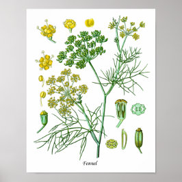 Fennel Herb Botanical Illustration Kitchen Decor Poster