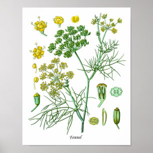 Fennel Herb Botanical Illustration Kitchen Decor Poster