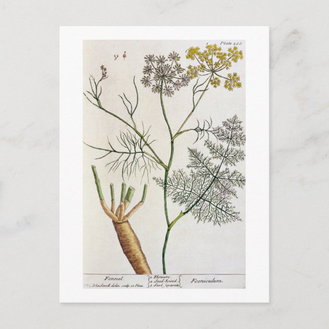 Fennel, tallrik 288 från "A Nyfiken Herbal", publi Vykort (Framsida)