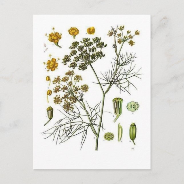 Fennel Vykort (Framsida)