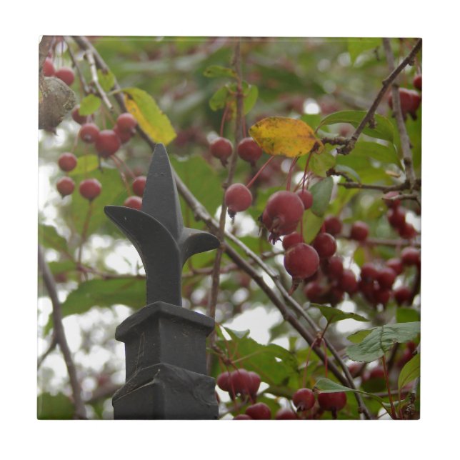 Fens och Crabapples Kakelplatta (Framsidan)