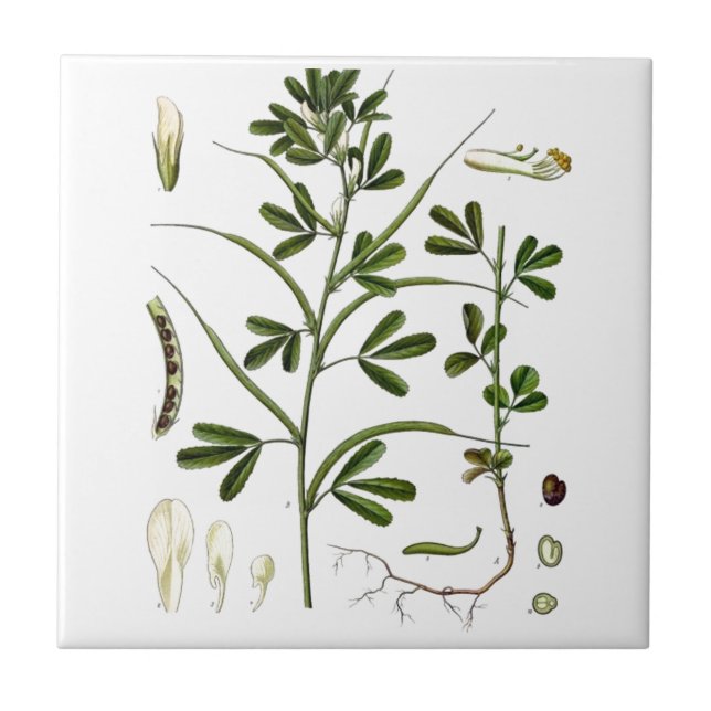 Fenugreek Kakelplatta (Framsidan)