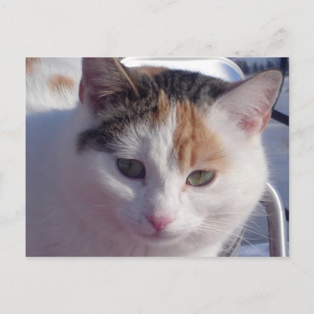 Feral Beauty Vykort (Framsida)