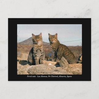 Feral cat postcard - Los Alamos Nr Chirivel Spain Vykort