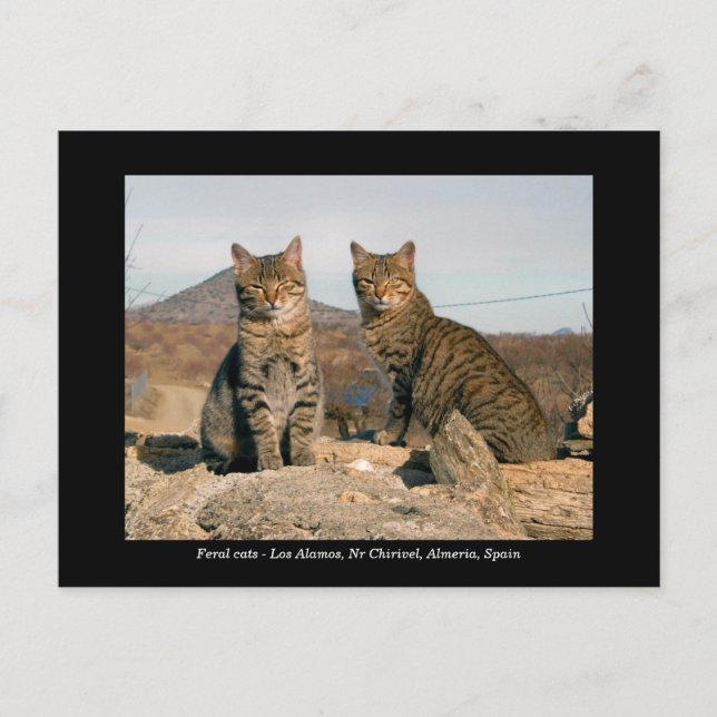 Feral cat postcard - Los Alamos Nr Chirivel Spain Vykort (Framsida)