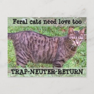 Feral Cats behöver också Kärlek - Tabby katt Vykort