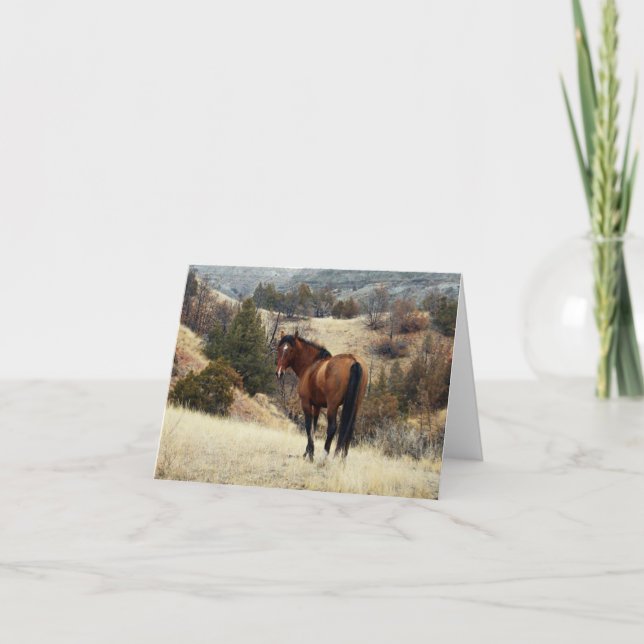 Feral Horse, Theodore Roosevelt National Park, ND Kort (Framsida)