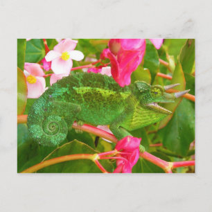 Feral Jacksons Chameleon på Maui Island Hawaii Vykort