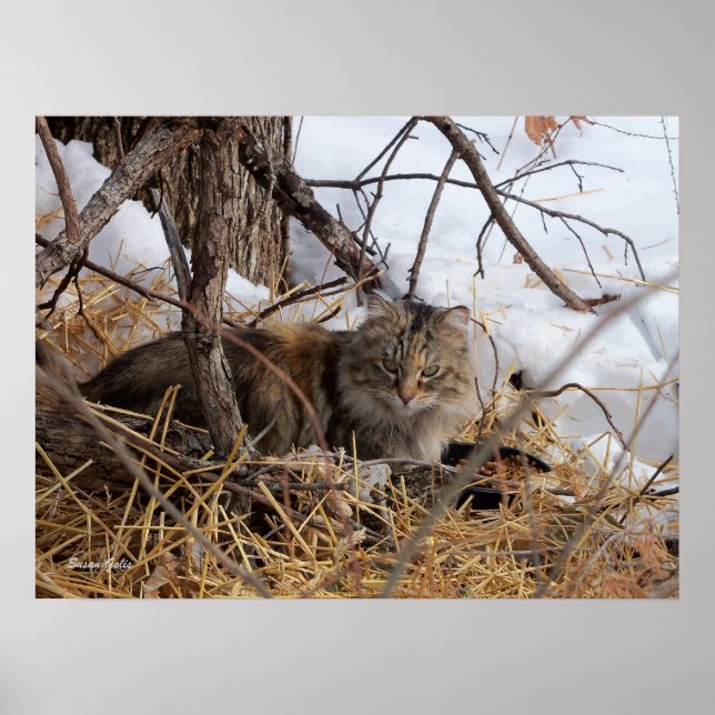 Feral kattutskrift för vinterskog poster (Framsidan)