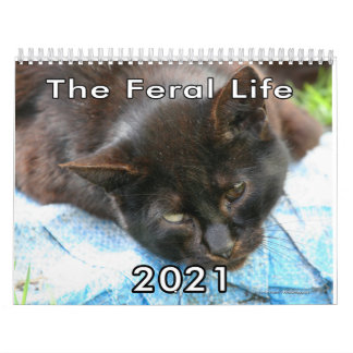 Feral Life Feral Cats Foto Callendar Kalender