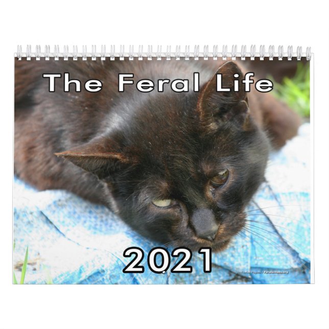 Feral Life Feral Cats Foto Callendar Kalender (Omslag)