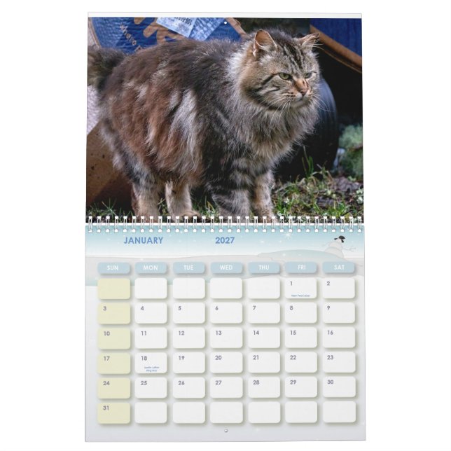 Feral LIfe Photo Cats 2026 Kalender (Jan 2027)