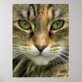 Feral Tabby katt med Grönt Öga Porträtt Skriv ut Poster