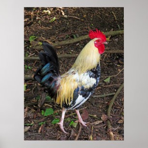 Feral Tupp Poster