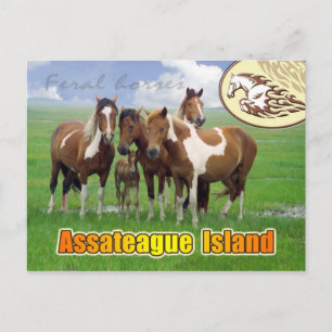 Feralhästar, Assateague Island Nat. Seashore Vykort