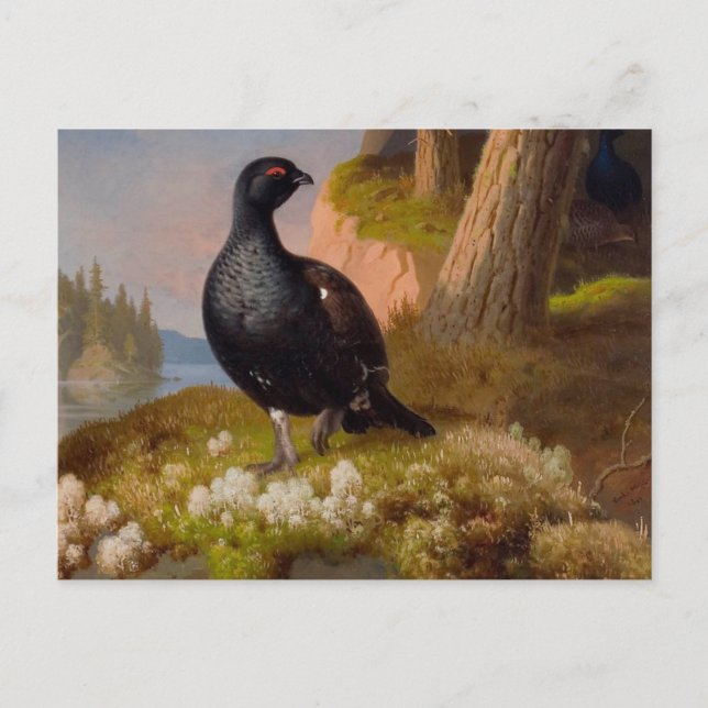 Ferdinand von Wright Black grouses CC0065 Vykort (Framsida)
