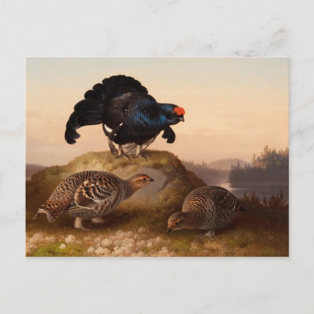 Ferdinand von Wright Blackgrouses CC0822 Vykort (Framsida)