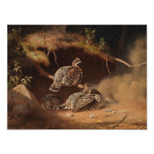 Ferdinand von Wright - Hazel Grouse Wallow Fototryck