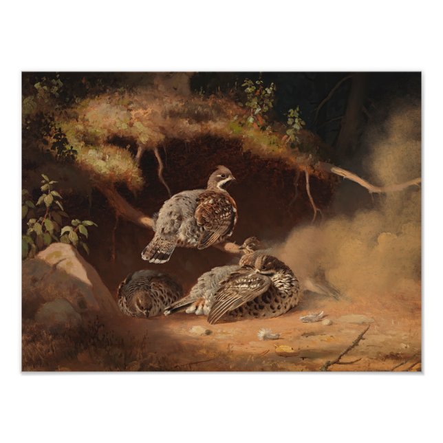 Ferdinand von Wright - Hazel Grouse Wallow Fototryck (Framsidan)