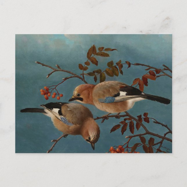 Ferdinand von Wright - nötskrikor Vykort (Framsida)