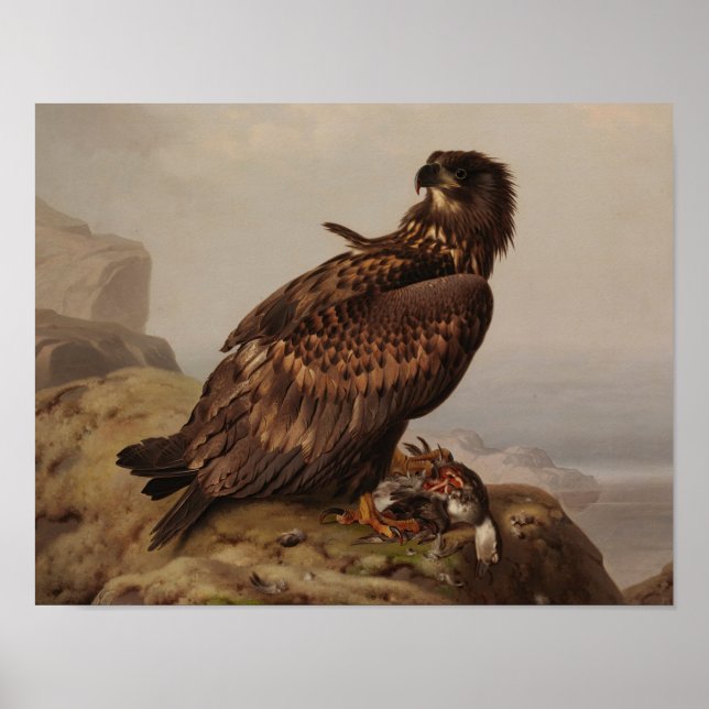 Ferdinand von Wright - White-Tails Eagle Poster (Framsidan)