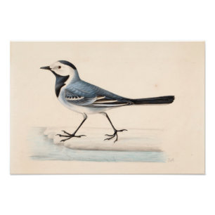 Ferdinand von Wright - White Wagtail Fototryck