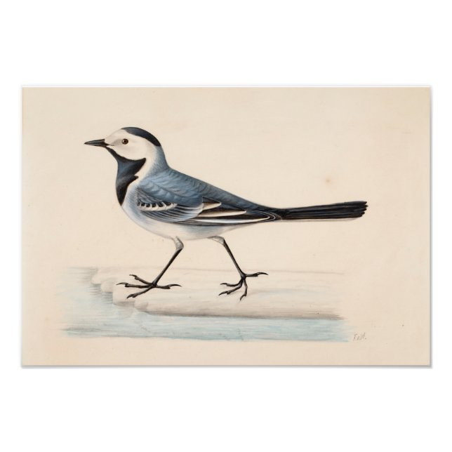 Ferdinand von Wright - White Wagtail Fototryck (Framsidan)