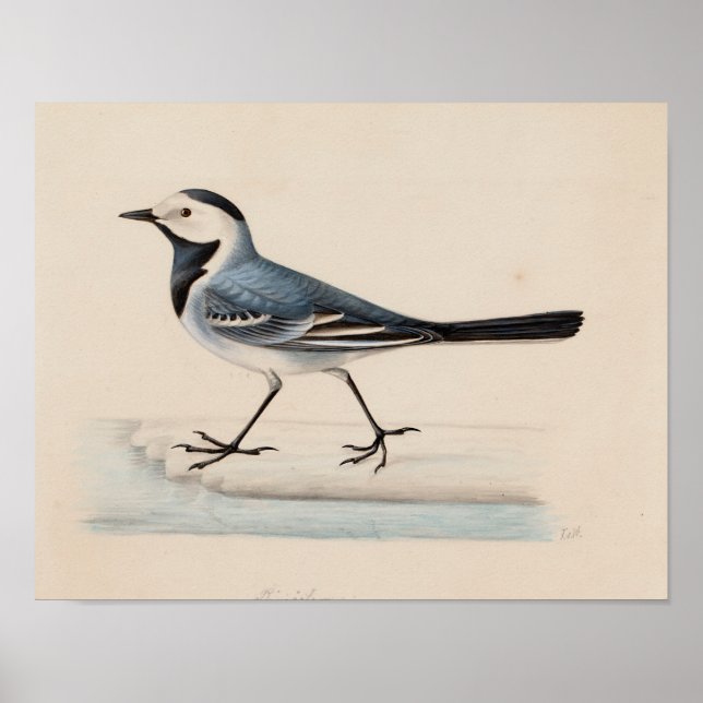 Ferdinand von Wright - White Wagtail Poster (Framsidan)