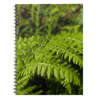 fern anteckningsbok