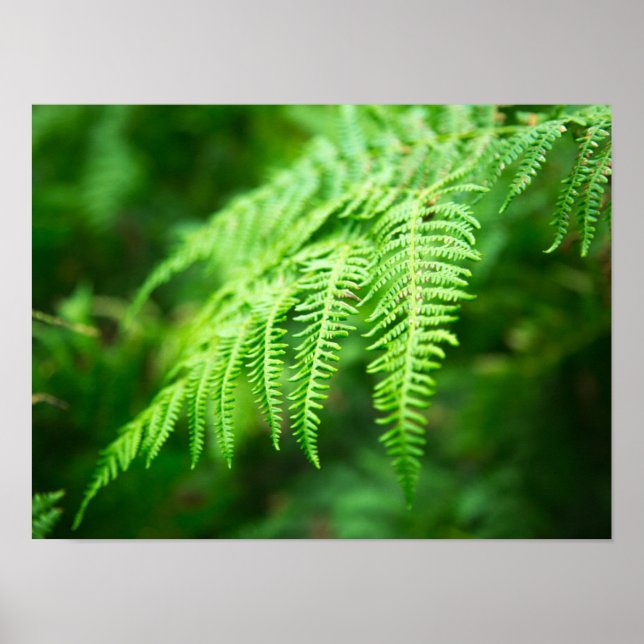 Fern Bild Poster (Framsidan)