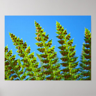 FERN blad konsttryck Inramad konst Gröna ormbunkar Poster