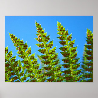 FERN blad konsttryck Inramad konst Gröna ormbunkar Poster