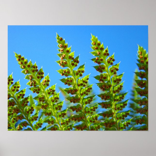 FERN blad konsttryck Inramad konst Gröna ormbunkar Poster (Framsidan)