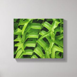 Fern Canvastryck