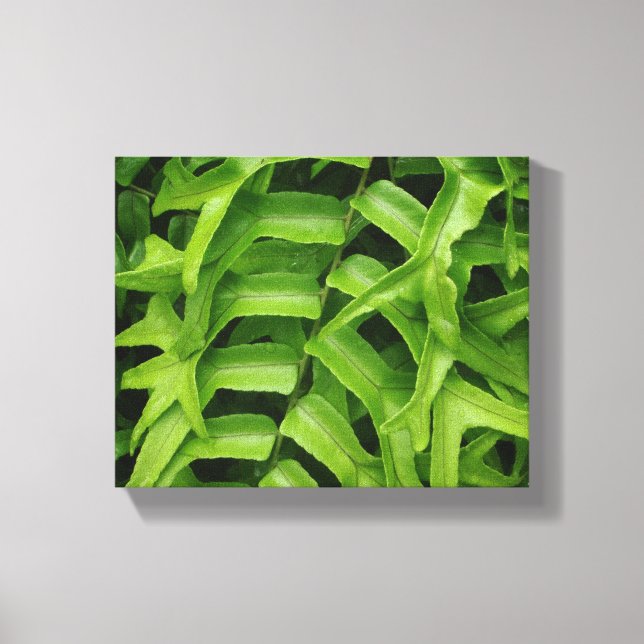 Fern Canvastryck (Framsida)